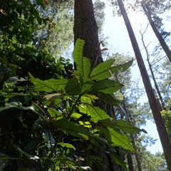 Aextoxicon punctatum