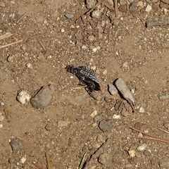 Homocyrtus bonni