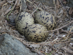 Haematopus ostralegus