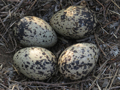 Haematopus ostralegus