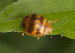 Epilachna discincta