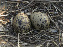Haematopus ostralegus