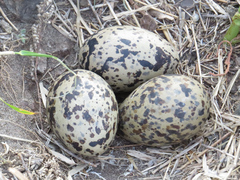 Haematopus ostralegus