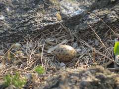 Haematopus ostralegus