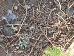 Haematopus ostralegus