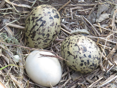 Haematopus ostralegus