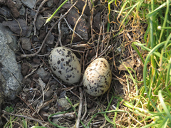 Haematopus ostralegus