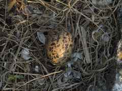 Haematopus ostralegus