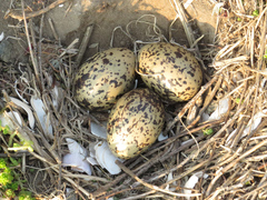 Haematopus ostralegus