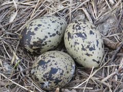 Haematopus ostralegus