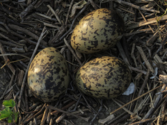 Haematopus ostralegus
