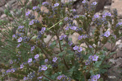 Phacelia crenulata minutiflora
