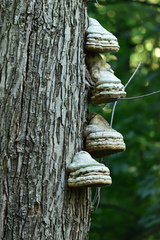 Fomes fomentarius