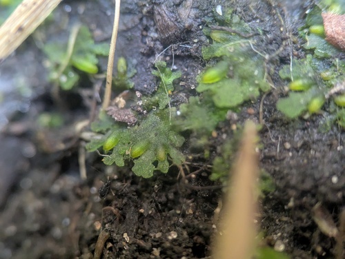 Round Hornwort (Notothylas orbicularis)