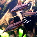 Dianema - Photo Haplochromis, no known copyright restrictions (public domain)