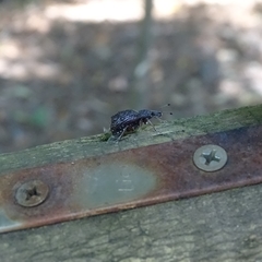 Megalometides discors