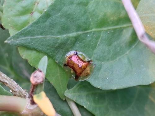 Furcated Tortoise Beetle