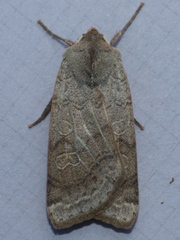 Abagrotis