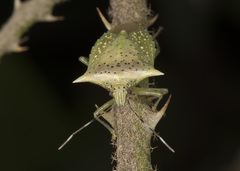 Arvelius albopunctatus