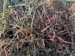 Ludwigia polycarpa, photograph (c) Ryan Sorrells, some rights reserved (CC BY)