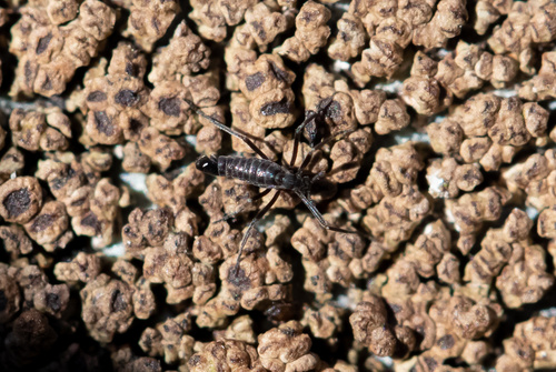 Antarctic Midge Belgica Antarctica Inaturalist