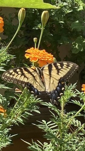 Eastern Tiger Swallowtail