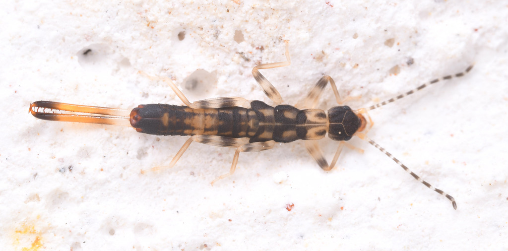 Challia Insect Challia fletcheri from 中国广东省珠海市斗门区 on October 4, 2025 at 09:26 AM by ...