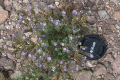 Phacelia crenulata minutiflora