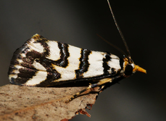 Hednotodes callichroa