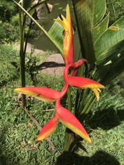 Heliconia × rauliniana