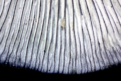 Omphalotus mexicanus