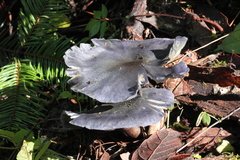 Omphalotus mexicanus