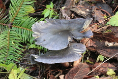 Omphalotus mexicanus
