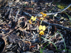 Diuris corymbosa