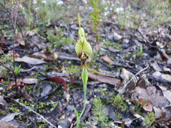 Pterostylis barbata