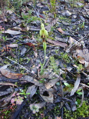 Pterostylis barbata