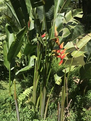 Heliconia × rauliniana