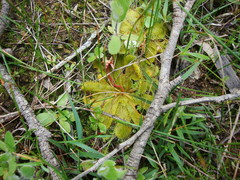 Drosera bulbosa