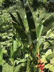 Heliconia × rauliniana
