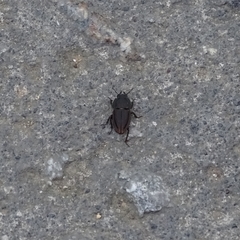 Erichius vittatus vittatus