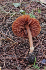 Laccaria squarrosa