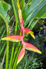 Heliconia × rauliniana