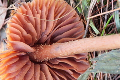 Laccaria squarrosa