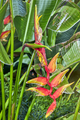 Heliconia × rauliniana