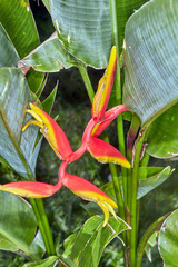 Heliconia × rauliniana