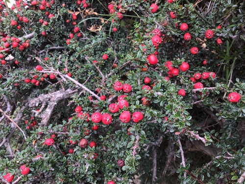 Cotoneaster integrifolius, photograph 5