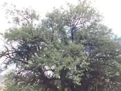 Amygdalus mira (Amygdalus mira)