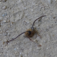 Acanthinodera cumingii