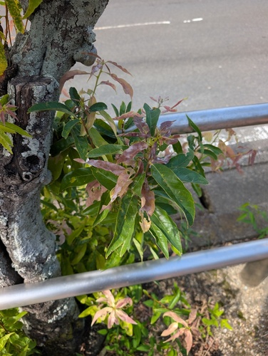 Erysiphe uncinuloides