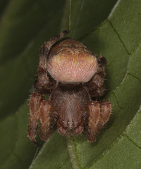 Kapogea cyrtophoroides